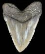 Huge, Megalodon Tooth - North Carolina #58486-2